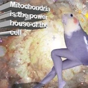 Meet your Posher, Lilly